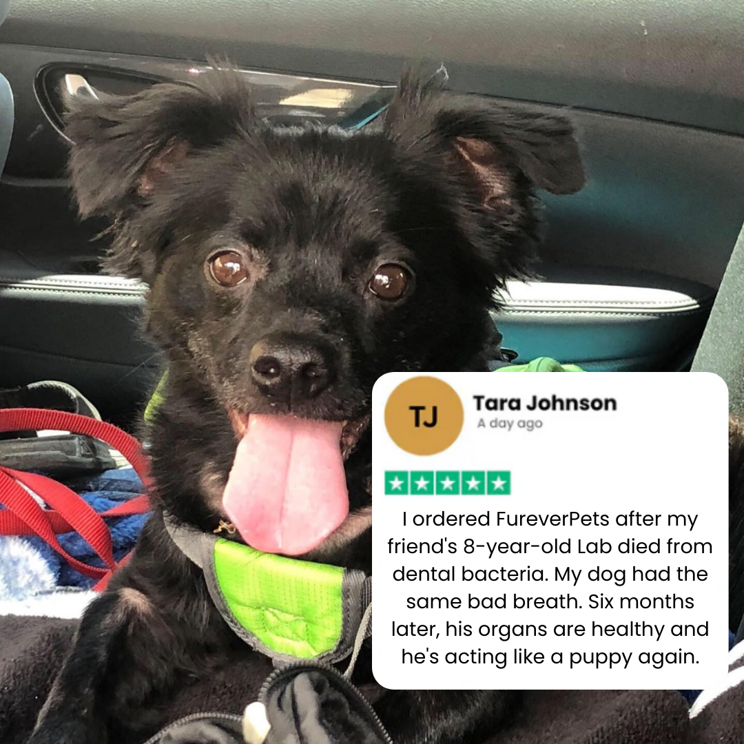 Protect your dog from Gum Disease and Dental Emergencies with FureverPets