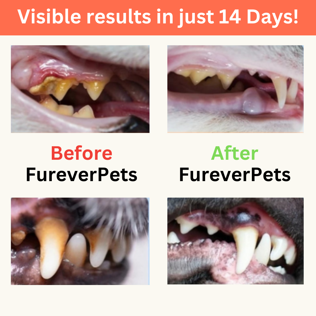 Protect your dog from Gum Disease and Dental Emergencies with FureverPets