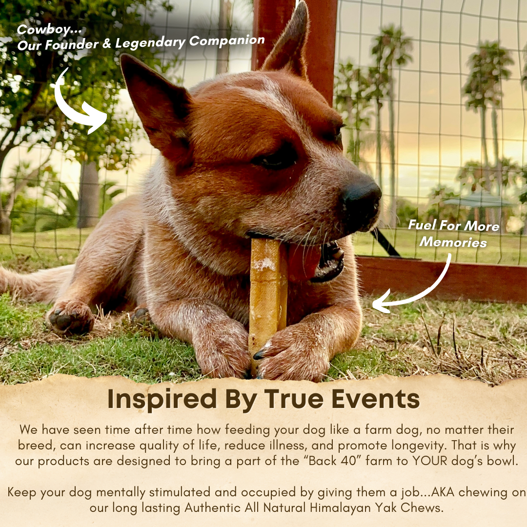 YAK CHEESE HIMALAYAN DOG CHEWS